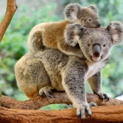 Ravensburger Puzzel Familie Koala - Legpuzzel - 200XXL Stukjes -Exporteren puzzels winkel 550x403 72